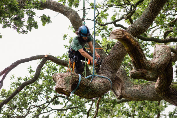 Professional Tree Removal Services in Grand Haven, MI